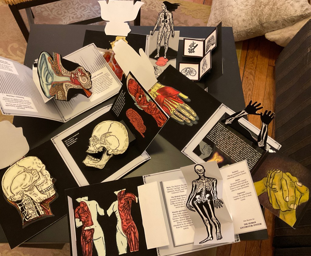 An overhead view of a series of spreads open. They depict colorful pop-ups of the skull, jawbone, muscles of the face, the ear drum, the muscles of hte hand, the cardiovascular system, the muscles of the back and torso, the human skeletan, and the muscles of the arm